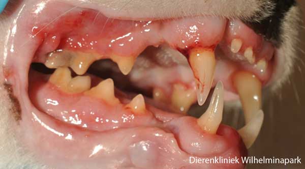 Een kat met tandsteen, parodontitis en bloedend tandvlees